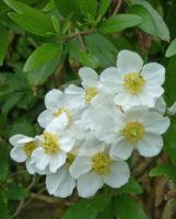 Carpenteria californica