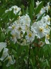 Carpenteria californica