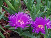 Carpobrotus acinaciformis