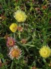 Carpobrotus edulis