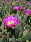 Carpobrotus glaucescens