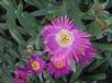 Carpobrotus glaucescens