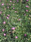 Carpobrotus glaucescens