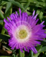 Carpobrotus rossii