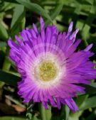 Carpobrotus rossii