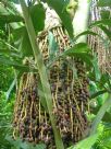 Caryota urens