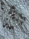 Casuarina cristata