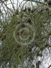 Casuarina cristata