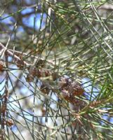 Casuarina cunninghamiana