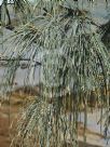 Casuarina equisetifolia incana