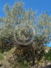 Casuarina equisetifolia incana