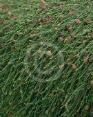 Casuarina glauca prostrate form