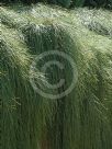 Casuarina glauca prostrate form