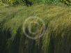 Casuarina glauca prostrate form