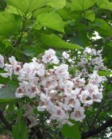 Catalpa bignonioides