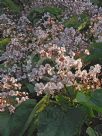 Catalpa bignonioides