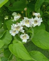 Catalpa speciosa