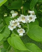 Catalpa speciosa