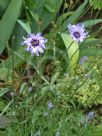 Catananche caerulea