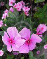 Catharanthus roseus Roseus Group