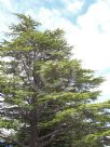 Cedrus atlantica