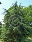 Cedrus atlantica