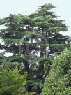 Cedrus libani