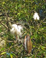 Ceiba pentandra