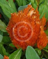 Celosia argentea cristata Plumosa Group