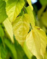 Celtis africana