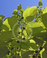 Celtis sinensis