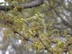 Celtis sinensis