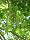 Celtis sinensis