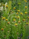 Centaurea macrocephala