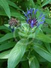 Centaurea montana