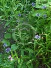 Centaurea montana