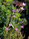 Centaurium erythraea