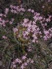 Centaurium erythraea