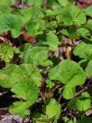 Centella asiatica