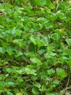 Centella asiatica