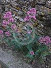 Centranthus ruber