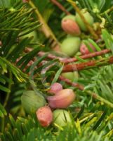 Cephalotaxus fortunei