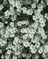 Cerastium tomentosum