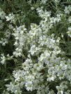 Cerastium tomentosum