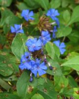 Ceratostigma plumbaginoides