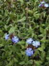 Ceratostigma willmottianum