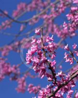 Cercis canadensis