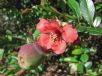 Chaenomeles speciosa