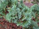 Chamaecyparis lawsoniana Glauca