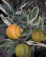 Citrus microcarpa Tiger